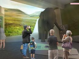 Ipswich Museum Mammoth