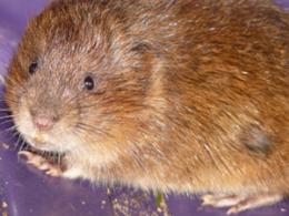image of a vole