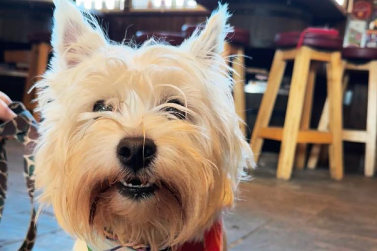 Dog taking part in Sip'Swich