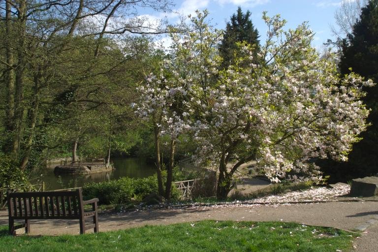 Trees in blossom at Christchurch Park in Ipswich, Suffolk
