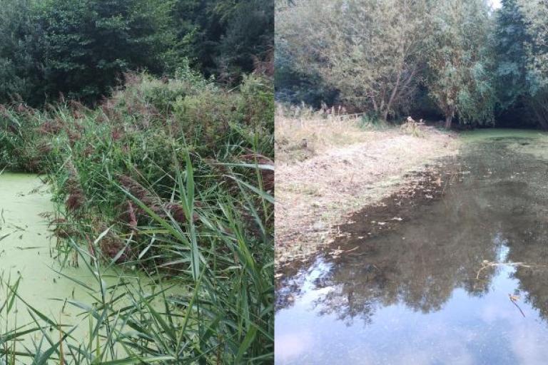 before and after images - duckweed treatment
