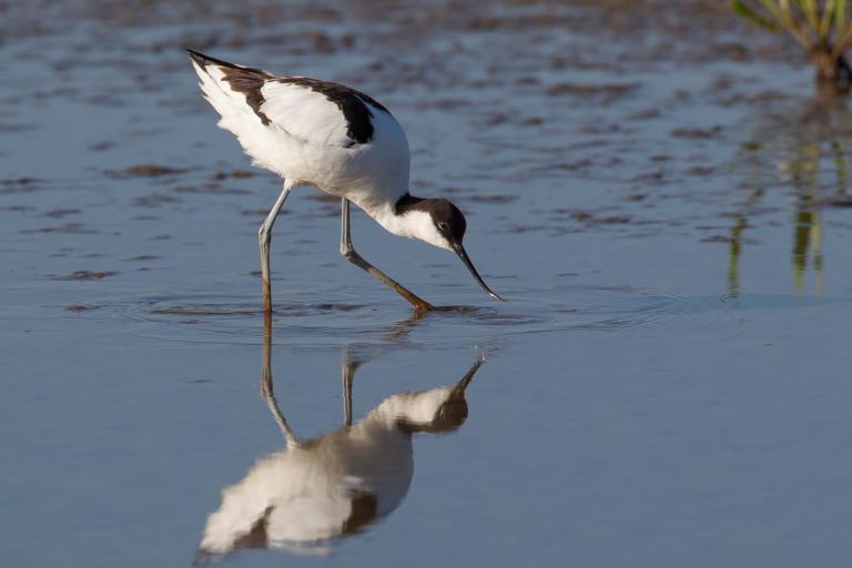 An avocet in a wetland location