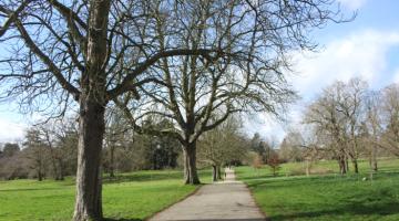 A photo of an avenue of trees in Christchurch Park during winter.