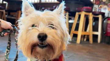 Dog taking part in Sip'Swich