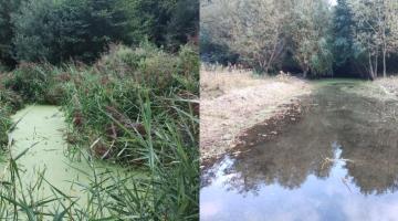 before and after images - duckweed treatment