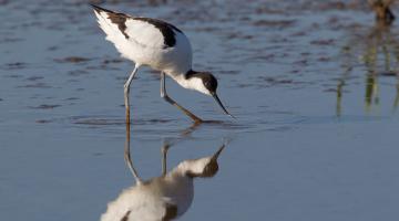 An avocet in a wetland location